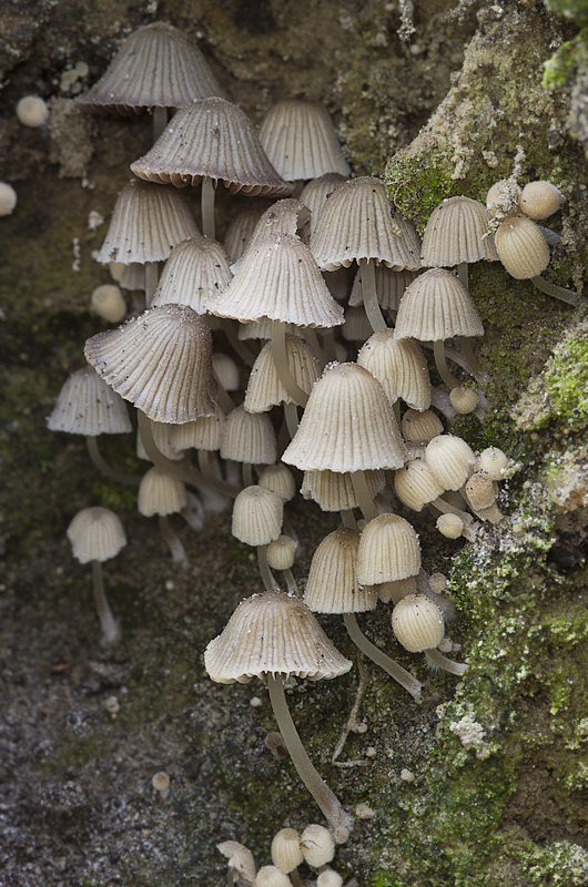 Coprinellus disseminatus